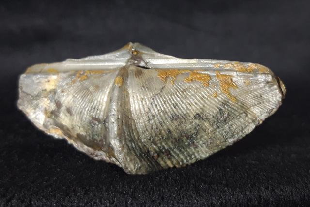 Cyrtospirifer verneuili (MURCHISON 1840) - Bild © FossNet FossilienStore